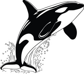 Orca whale vector illustration, black and white killer whale silhouette with water splash, marine wildlife EPS graphic © Syed  Haseeb Jan
