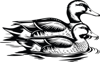 Bold Black And White Duck Family Swimming. Vector Illustration Isolated On White