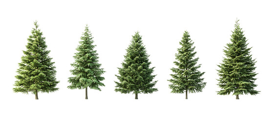 Obraz premium Pack of Fir Against Transparent Background for Botanical Designs, Landscaping Projects, or Holiday Decor