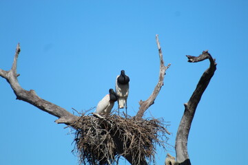 ninho de tuiuiu no pantanal brasileiro 