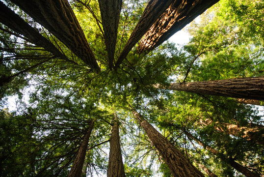 Looking up a towering redwood trees in a coastal California forest.
