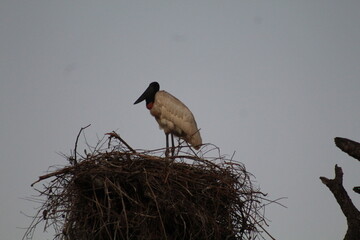 ninho de tuiuiu no pantanal brasileiro 
