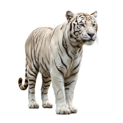 Fototapeta premium white tiger isolated on white background png