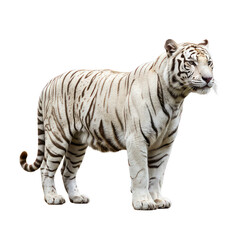 white tiger isolated on white background png