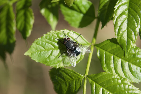 Schwarzblaue Schmei&szlig;fliege auf einem Blatt