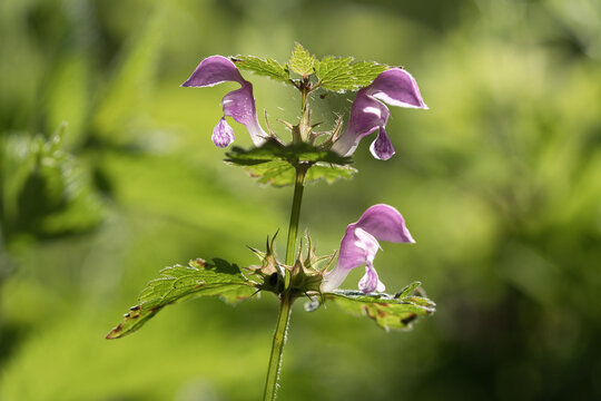 Gefleckte Taubennessel