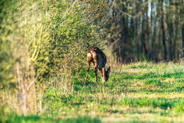 Ein Rehbock in der freien Natur