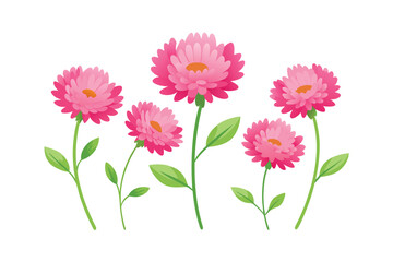 Fototapeta premium Collection of Pink Aster Flowers Isolated on White Background 