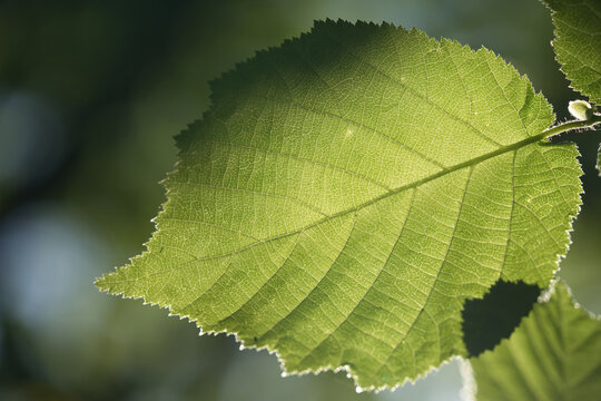 Gemeine Hasel im Sonnenlicht