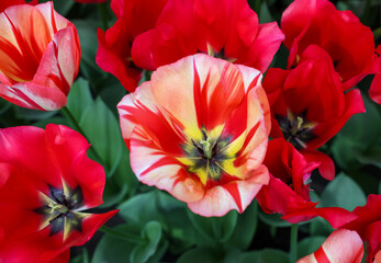 Red tulip called Spryng Break mix, Triumph group. Tulips are divided into groups that are defined by their flower features