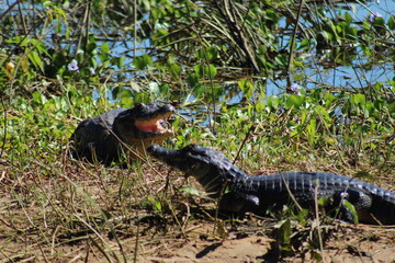 jacaré do pantanal, foto tirada na rodovia transpantaneira em poconé, mato grosso 