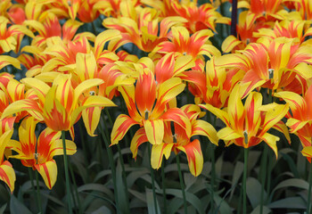 yellow-orange tulips blooming in a garden