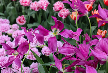 Purple tulips called Yume no Murasaki. Lily-flowered group. Tulips are divided into groups that are defined by their flower features