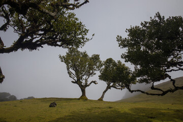 Mysterious Fanal Forest in Madeira enveloped in mist reveals ancient trees and lush green landscape