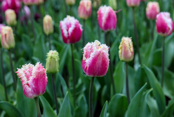 Colorful tulip called Hawai. Fringed group. Tulips are divided into groups that are defined by...