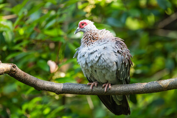 The Speckled Pigeon or African Rock Pigeon sitting on a branch at a zoo aviary. Ranges south of the Sahara and commonly domesticated by people in Nigeria.