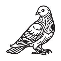 Fototapeta premium A Sketched Pigeon Form