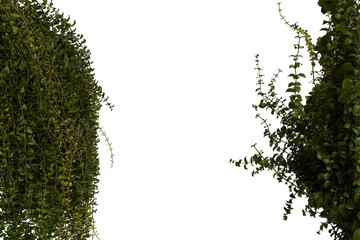 Lush green hedges meet in a garden