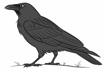 crow on a white background