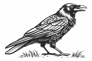 crow on a white background