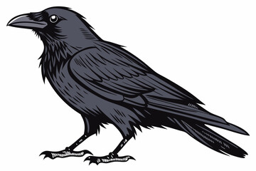 Fototapeta premium raven on white background
