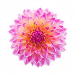Pink dahlia blossom close up isolated on white background