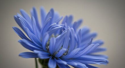 Obraz premium Blooming Blue Flower Close Up with Soft Lighting