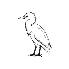 heron isolated on white background
