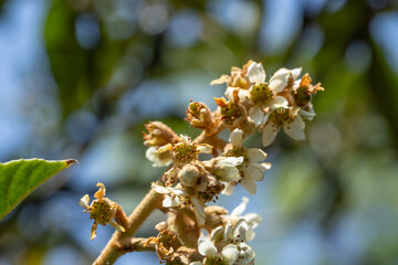 Flores de níspero con fondo desenfocado de ramas verdes