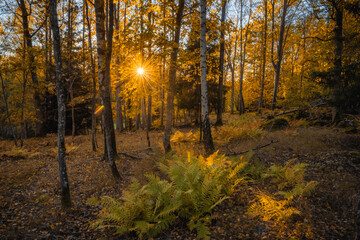 autumn in the forest