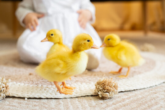 Adorable yellow fluffy ducklings on the background baby girl in white dress sitting in a bright, airy room. Soft natural light, cozy atmosphere, heartwarming and cute childhood moment