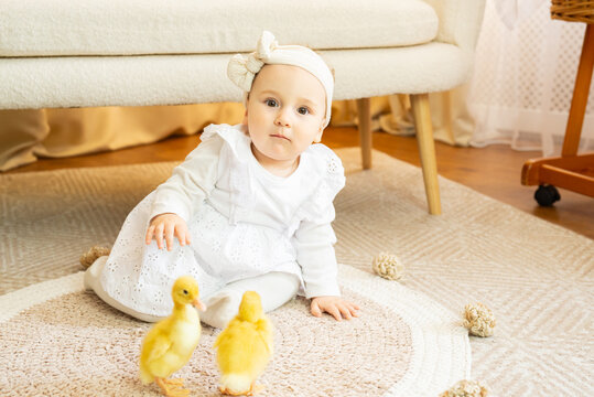 Adorable smiling baby girl in white dress play in a bright, airy room, playing with fluffy ducklings. Soft natural light, cozy atmosphere, heartwarming and cute childhood moment