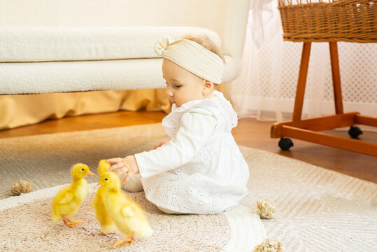 Adorable baby girl in white dress sitting in a bright, airy room, playing with fluffy ducklings. Soft natural light, cozy atmosphere, heartwarming and cute childhood moment