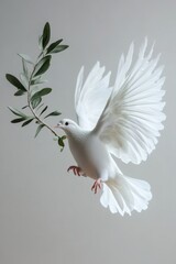 Obraz premium Graceful white dove carrying an olive branch symbolizing peace and hope against a soft grey background capturing a serene and hopeful mood perfect for stock photography