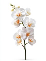 Elegant white orchid blossom on white backdrop delicate petals and stem in a graceful arrangement floral beauty for botanical themes and serene aesthetics