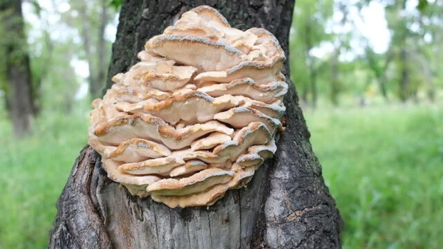 Northern tooth fungus, Climacodon septentrionalis. Mushrooms forming massive rows of clusters