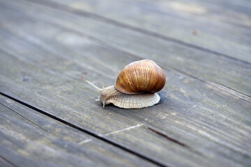 snail with a house