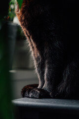 black cat legs, paws on the window sill
