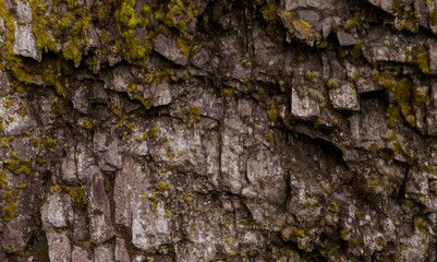 Close-up view of a textured tree bark with moss