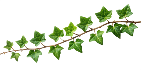 ivy vine isolated on white background