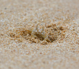 A crab is standing in the sand, looking up at the camera