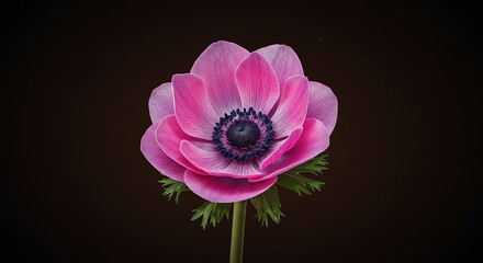 Fototapeta premium Pink Flower Blossom Isolated Against Dark Background
