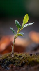 A delicate sprout emerges from the mossy ground, reaching for the light, symbolizing new life and potential.