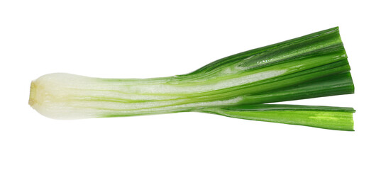 young onion half bulb with green sprouts isolated on white, clipping 