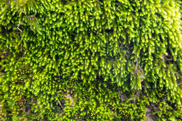 A close up of green moss on a tree trunk