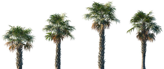 Set of Sabal palmetto (also known as cabbage palm, cabbage palmetto, sabal palms, wamp cabbage) frontal palms set isolated png on a transparent background perfectly cutout © Viktoria