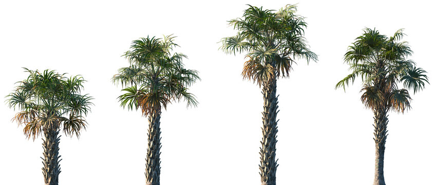 Set of Sabal palmetto (also known as cabbage palm, cabbage palmetto, sabal palms, wamp cabbage) frontal palms set isolated png on a transparent background perfectly cutout