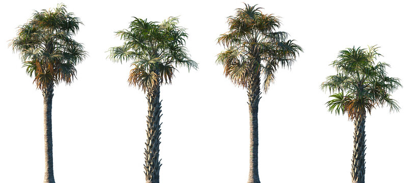 Set of Sabal palmetto (also known as cabbage palm, cabbage palmetto, sabal palms, wamp cabbage) frontal palms set isolated png on a transparent background perfectly cutout