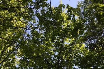 green leaves against blue sky