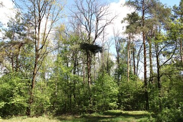 The unusual crown of a tree